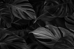 عکس با کیفیت برگ سیاه درخت